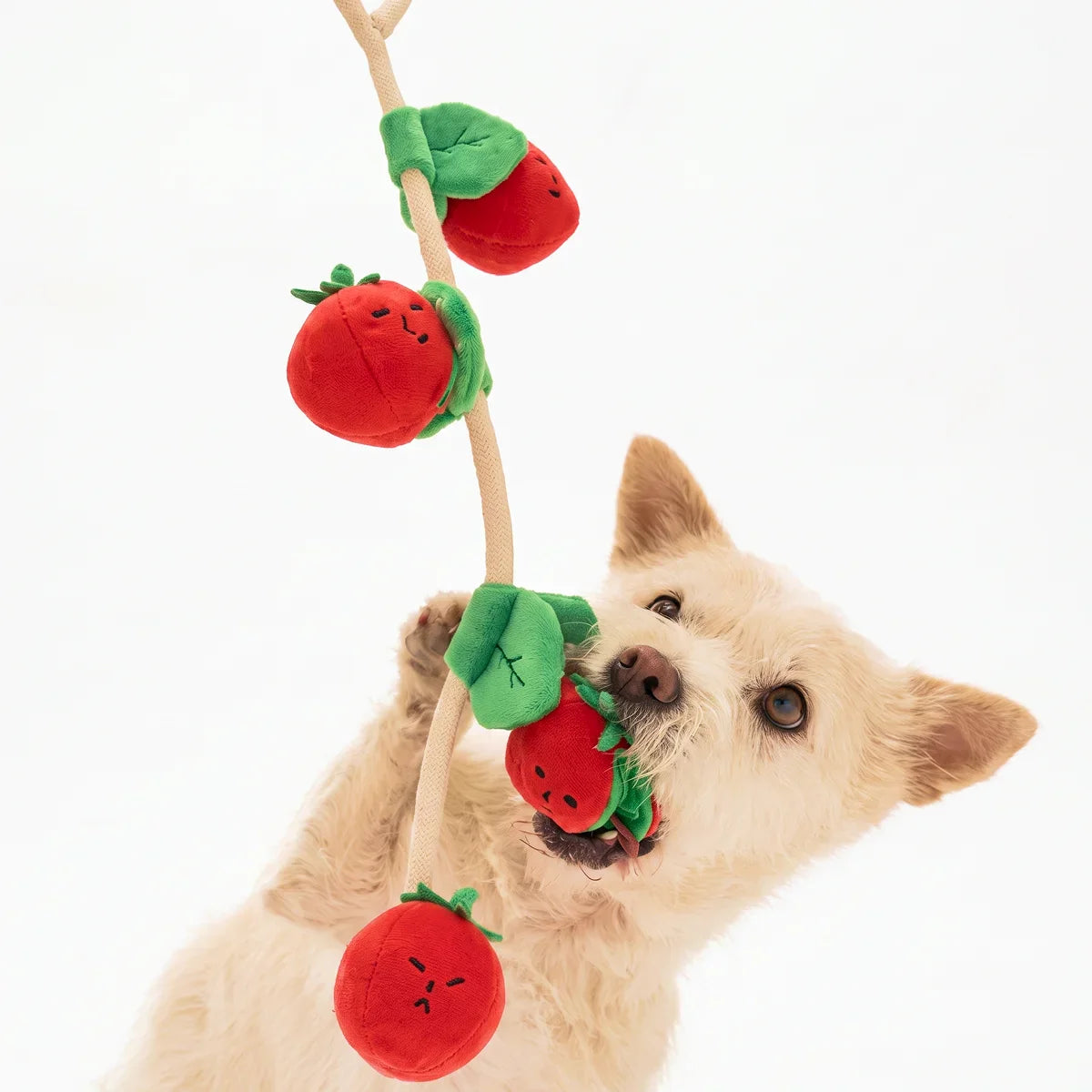 Jouets pour chien