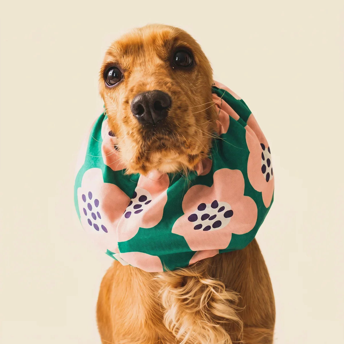Habits et accessoires pour chien