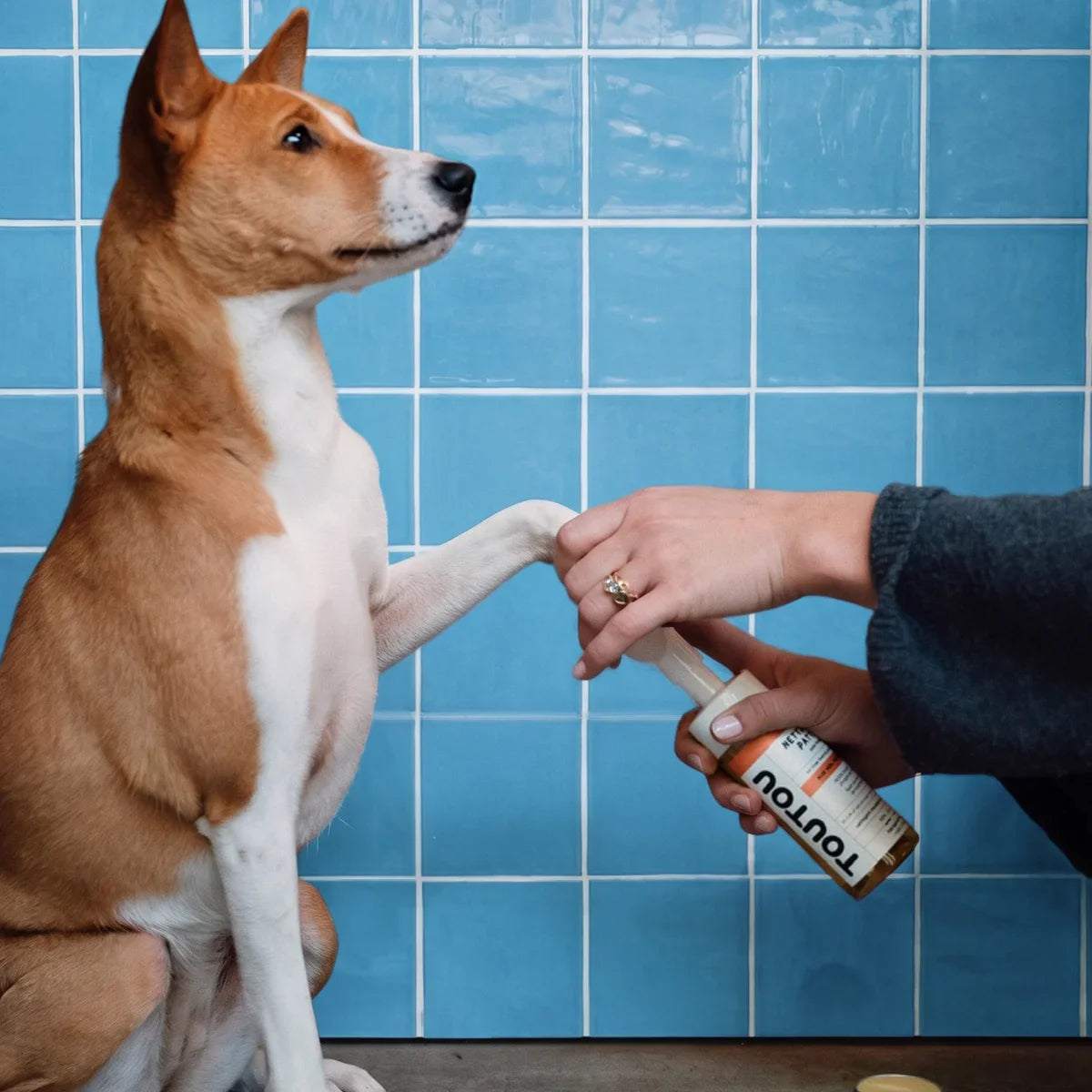 Soins et toilettage pour chien