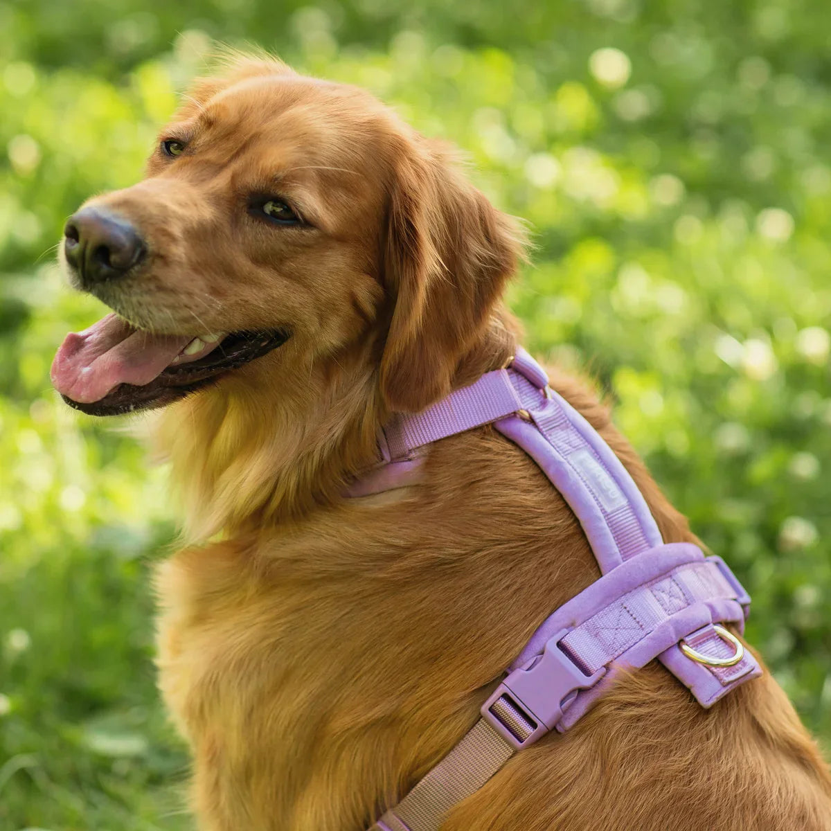 Accessoires de balade pour chien