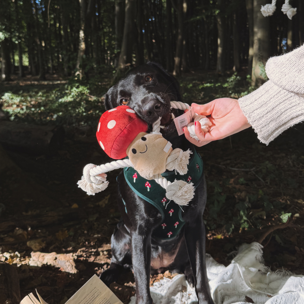 Jouet pour chien Toad
