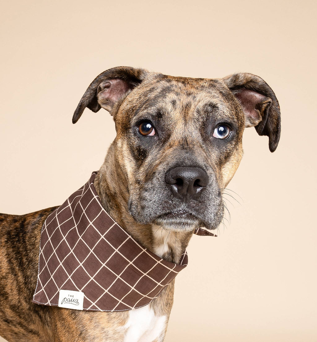 Bandana pour chien - Damier marron foncé
