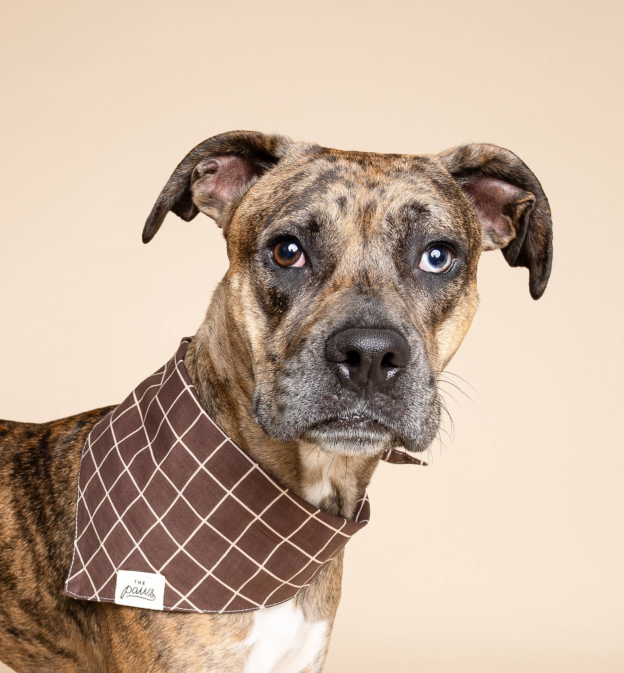 Bandana pour chien - Damier marron foncé