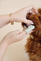 Brosse à dents pour chien