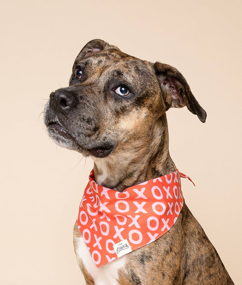 Bandana pour chien - XO rouge et rose