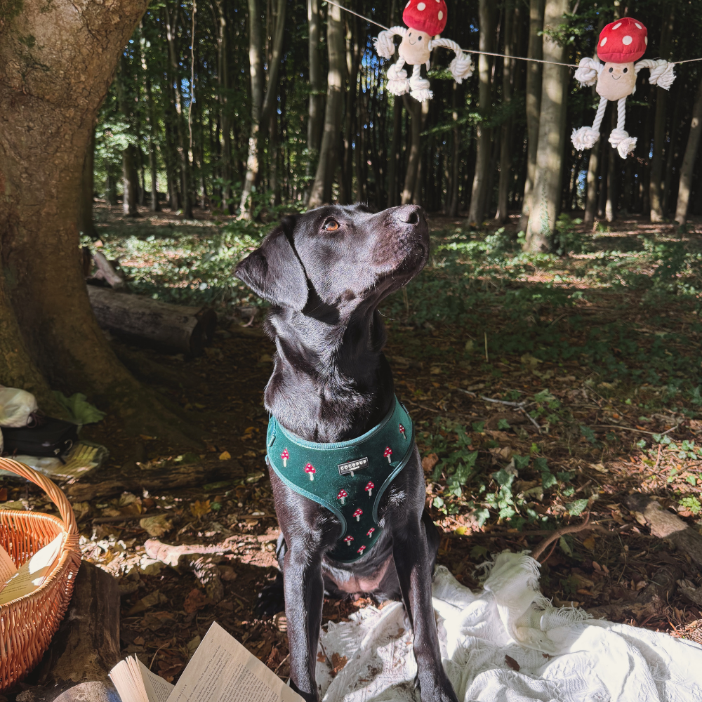Jouet pour chien Toad