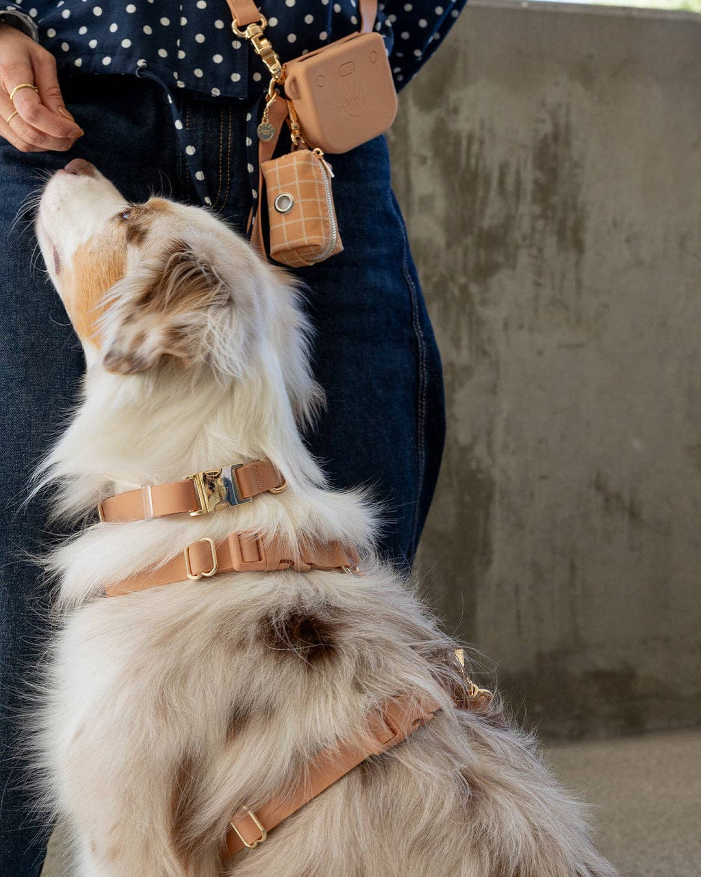 Harnais pour chien imperméable - Beige Latte
