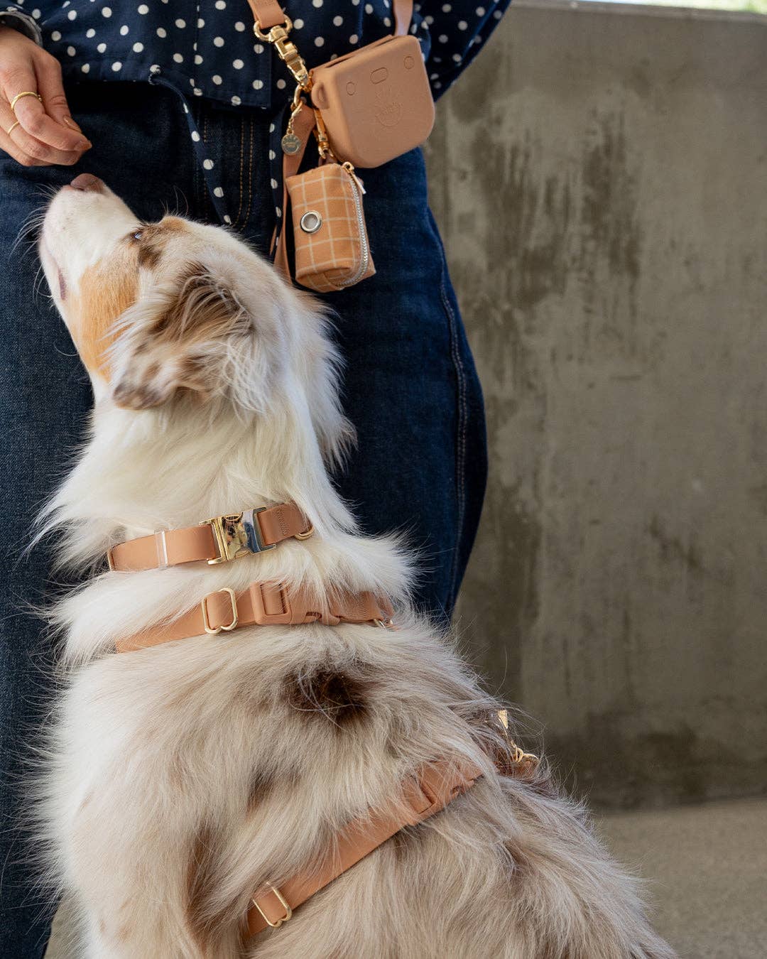 Harnais pour chien imperméable - Beige Latte