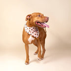 Bandana pour chien - Coccinelle
