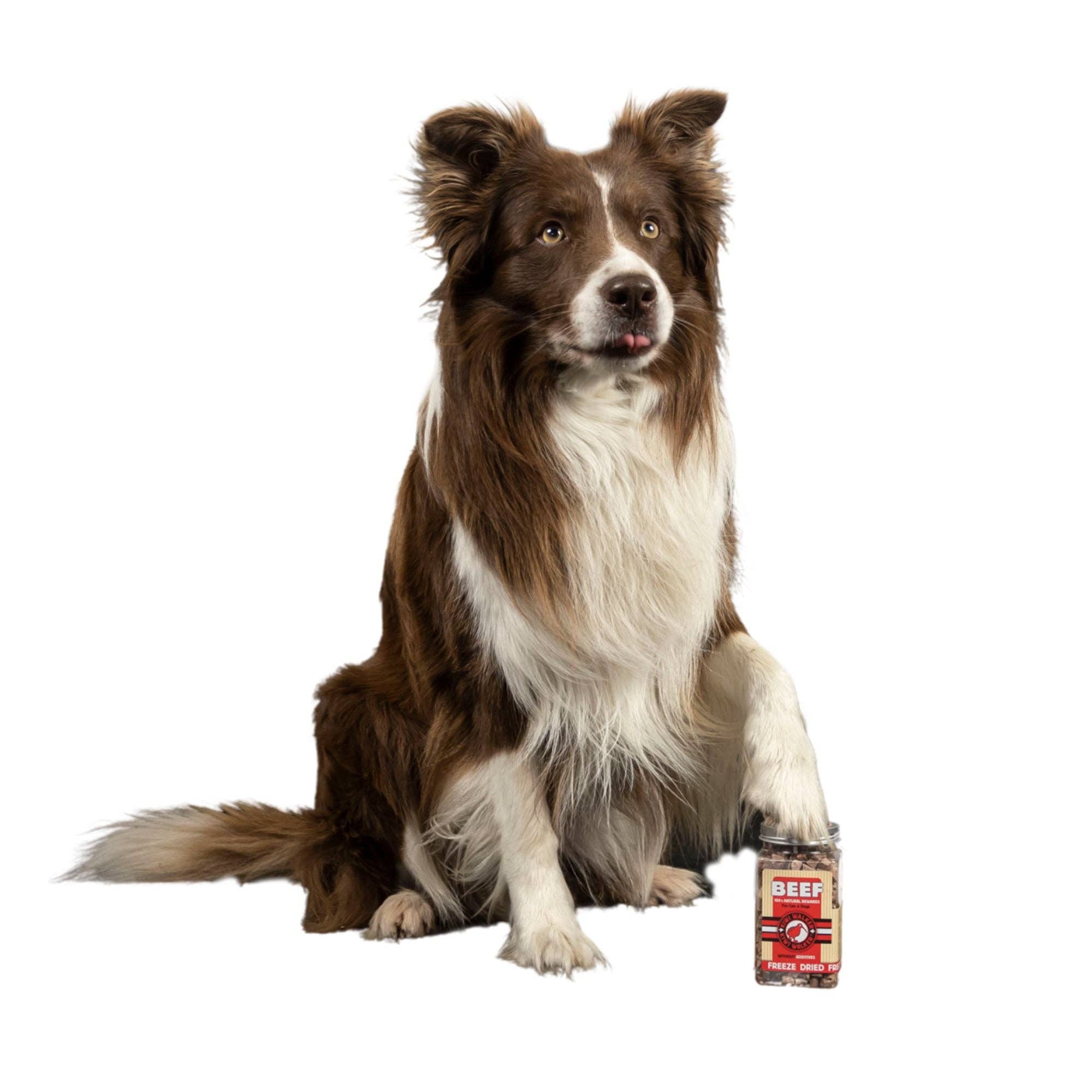 Friandises lyophilisées pour chien
