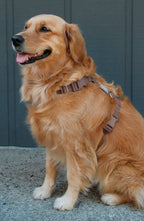 Harnais pour chien imperméable - Chocolat