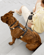 Harnais pour chien imperméable - Noir