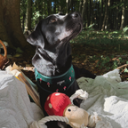 Jouet pour chien Toad