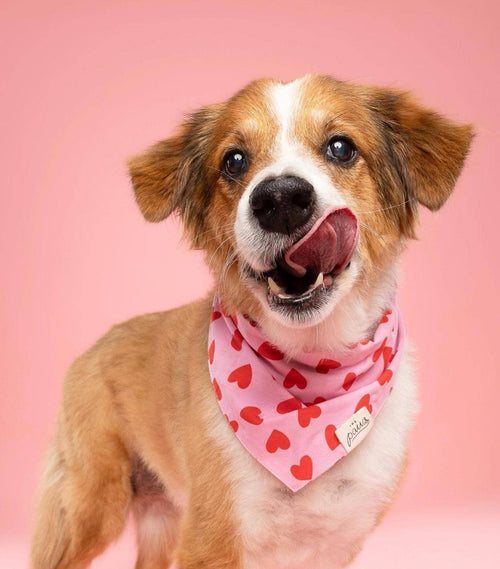 Bandana pour chien - Coeurs rouge et rose