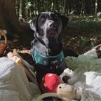 Jouet pour chien Toad