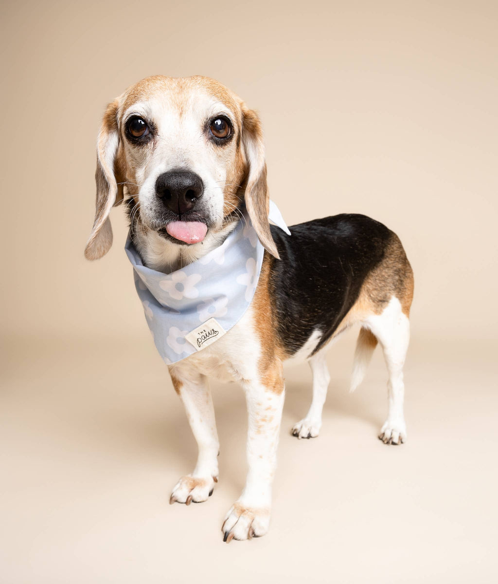 Bandana pour chien - Vichy bleu ciel
