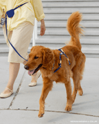 Harnais pour chien imperméable - Bleu marine