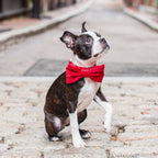 Nœud papillon pour chien en velours