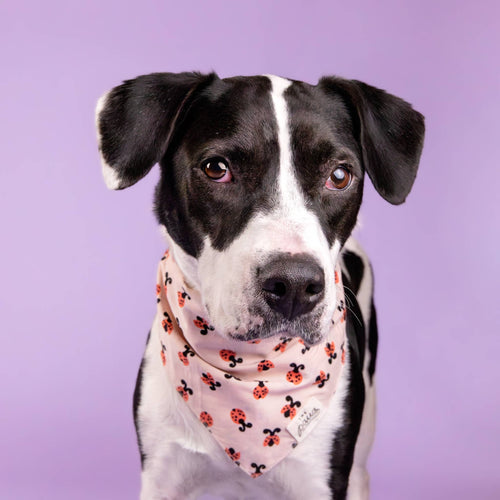 Bandana pour chien - Coccinelle