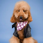 Bandana pour chien - Carreaux violet