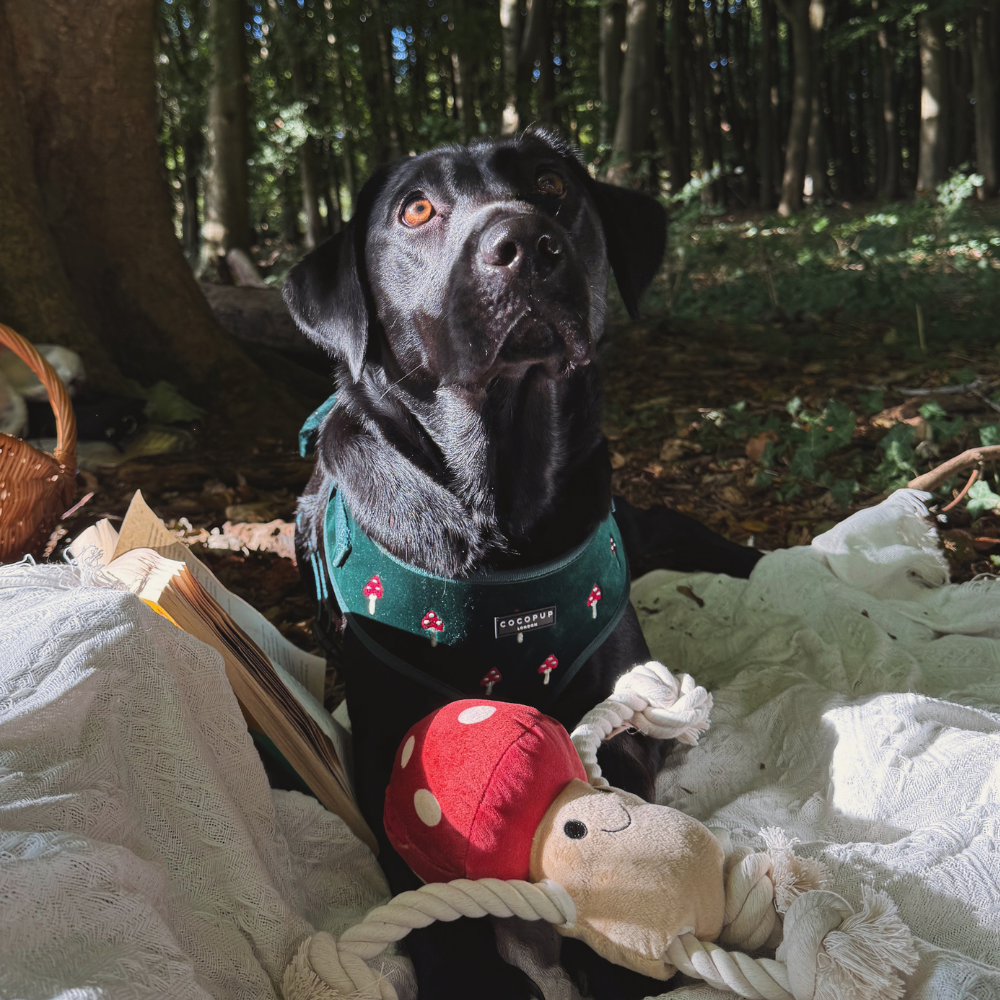 Jouet pour chien Toad