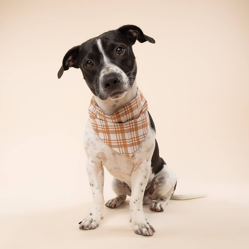 Bandana pour chien Ginger à carreaux orange soleil