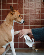 Nettoyant pattes rechargeable pour chiens