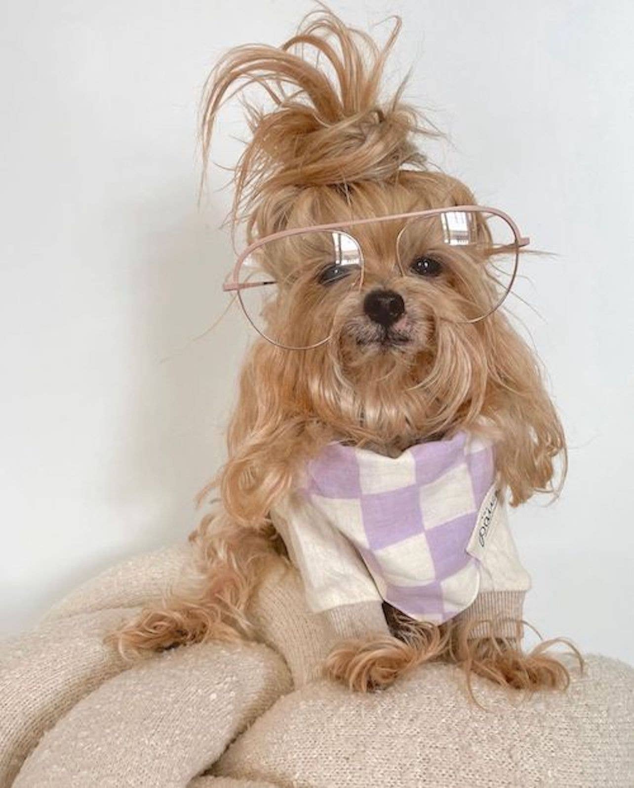 Bandana pour chien - Damier Lilas