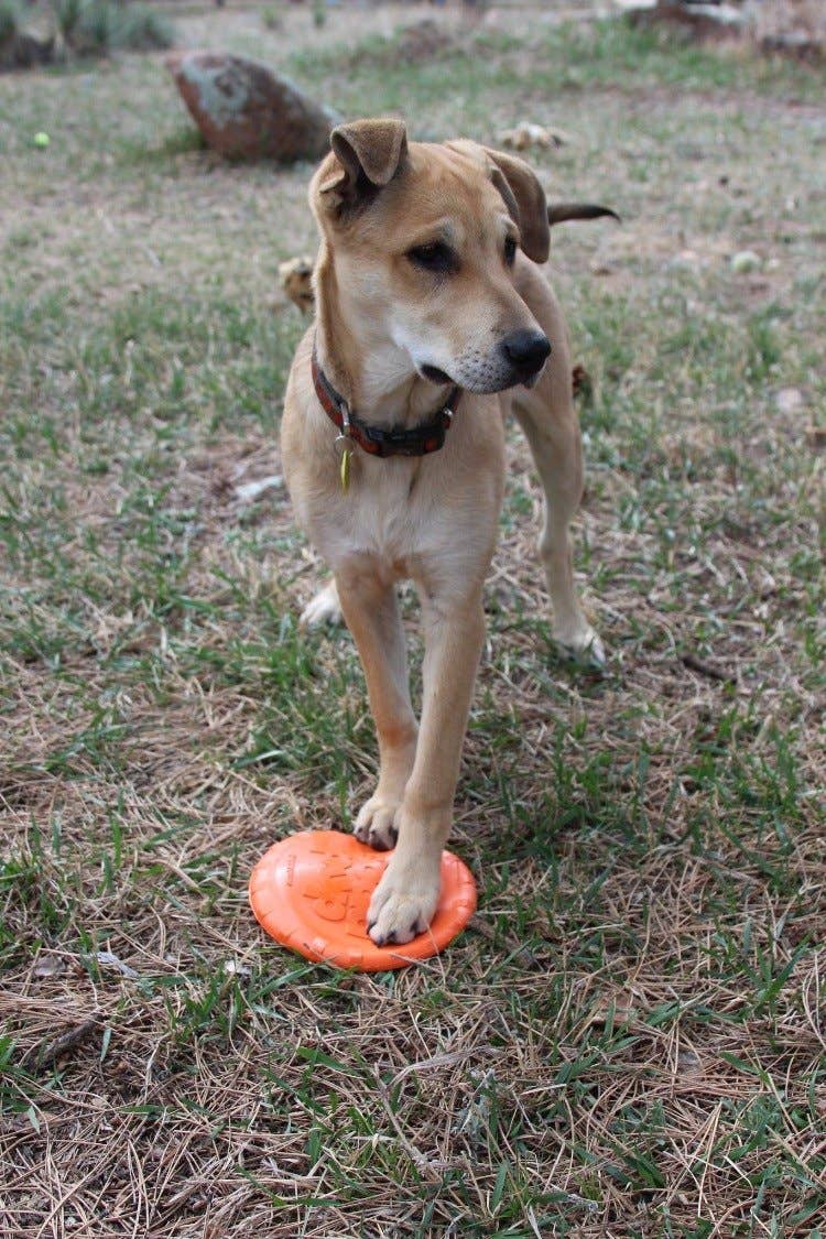 Frisbee en caoutchouc