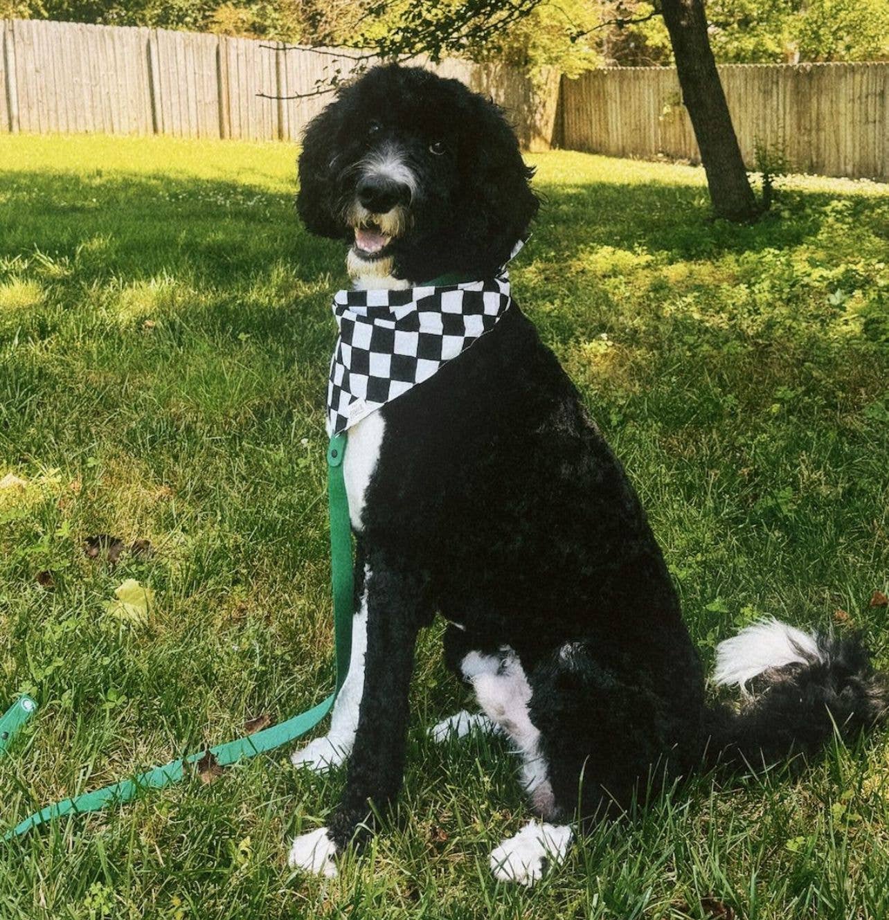 Bandana pour chien - Damier noir et blanc