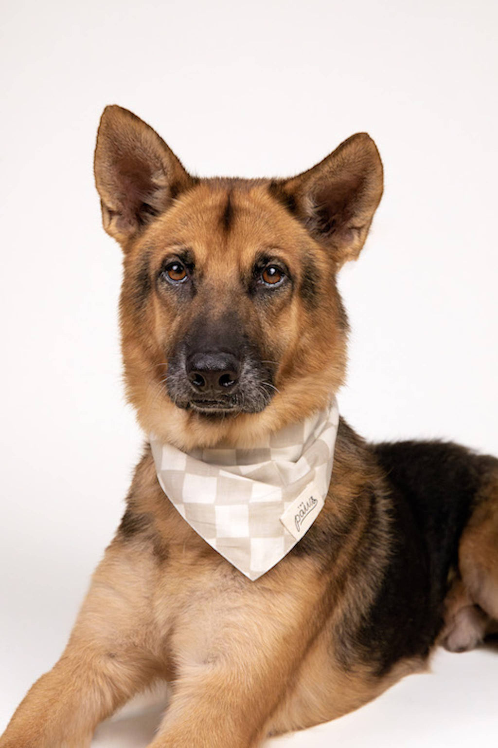 Bandana pour chien - Damier beige