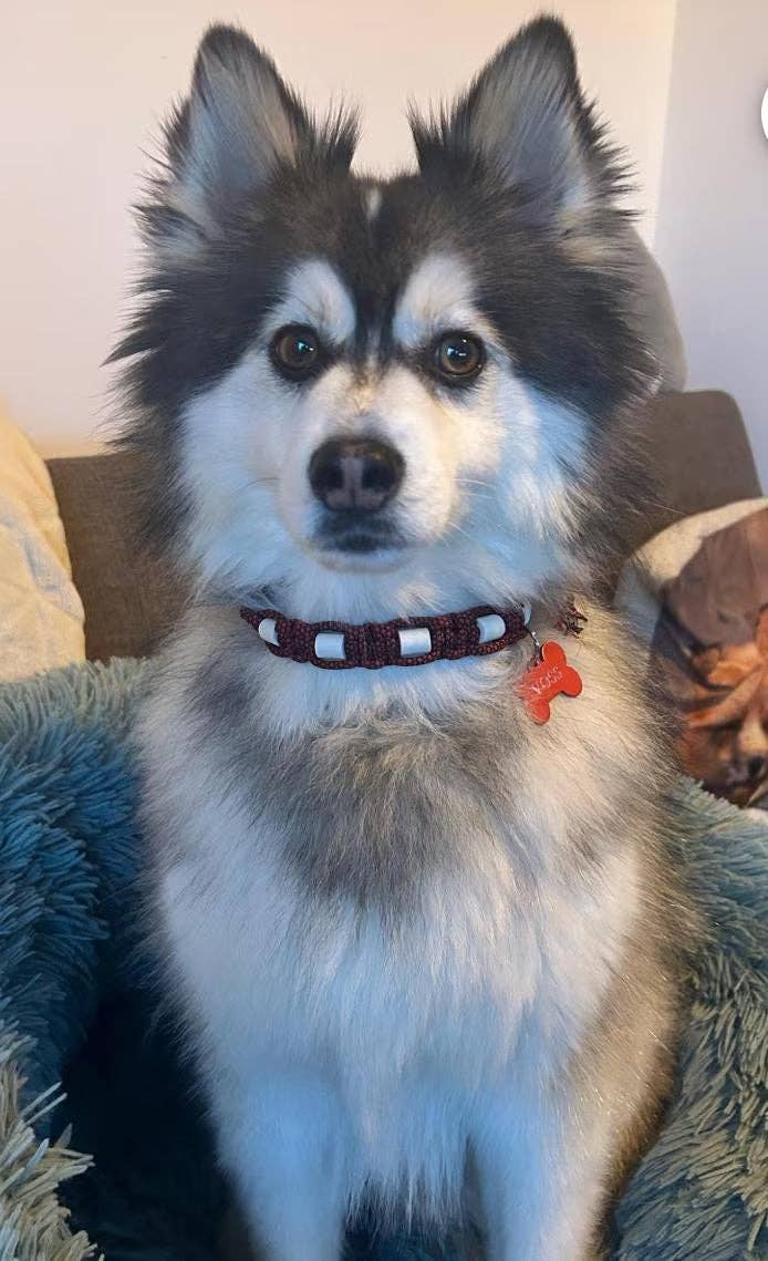 Collier anti-tiques avec céramique