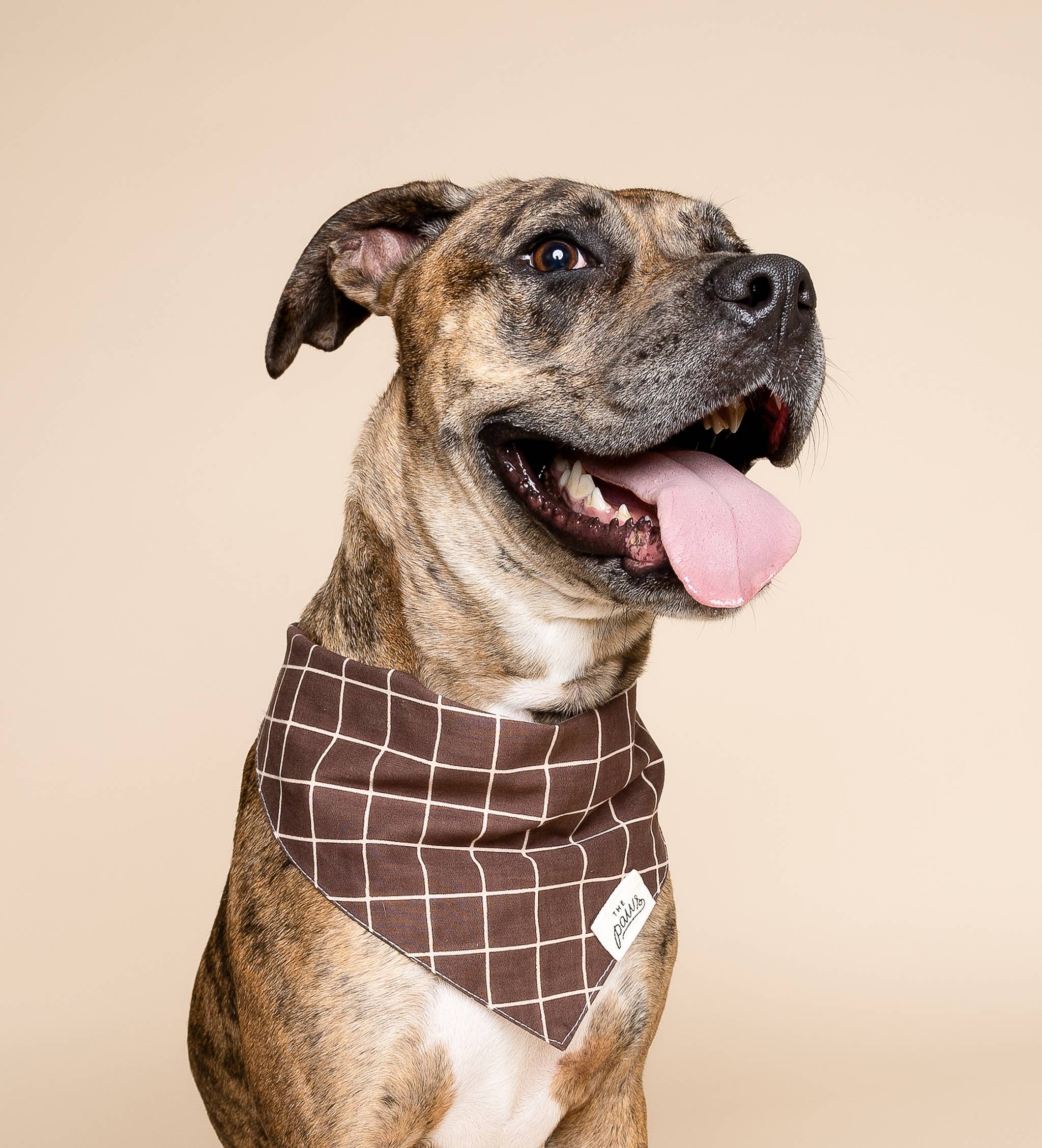 Bandana pour chien - Damier marron foncé