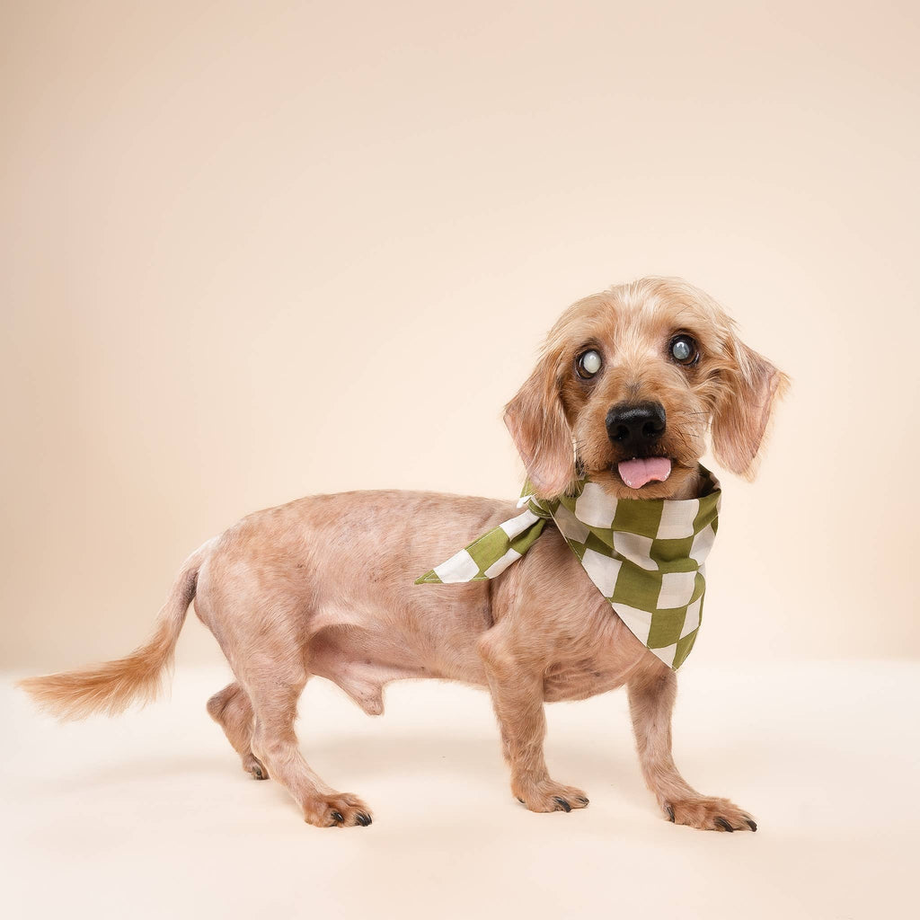 Bandana pour chien - Damier Vert