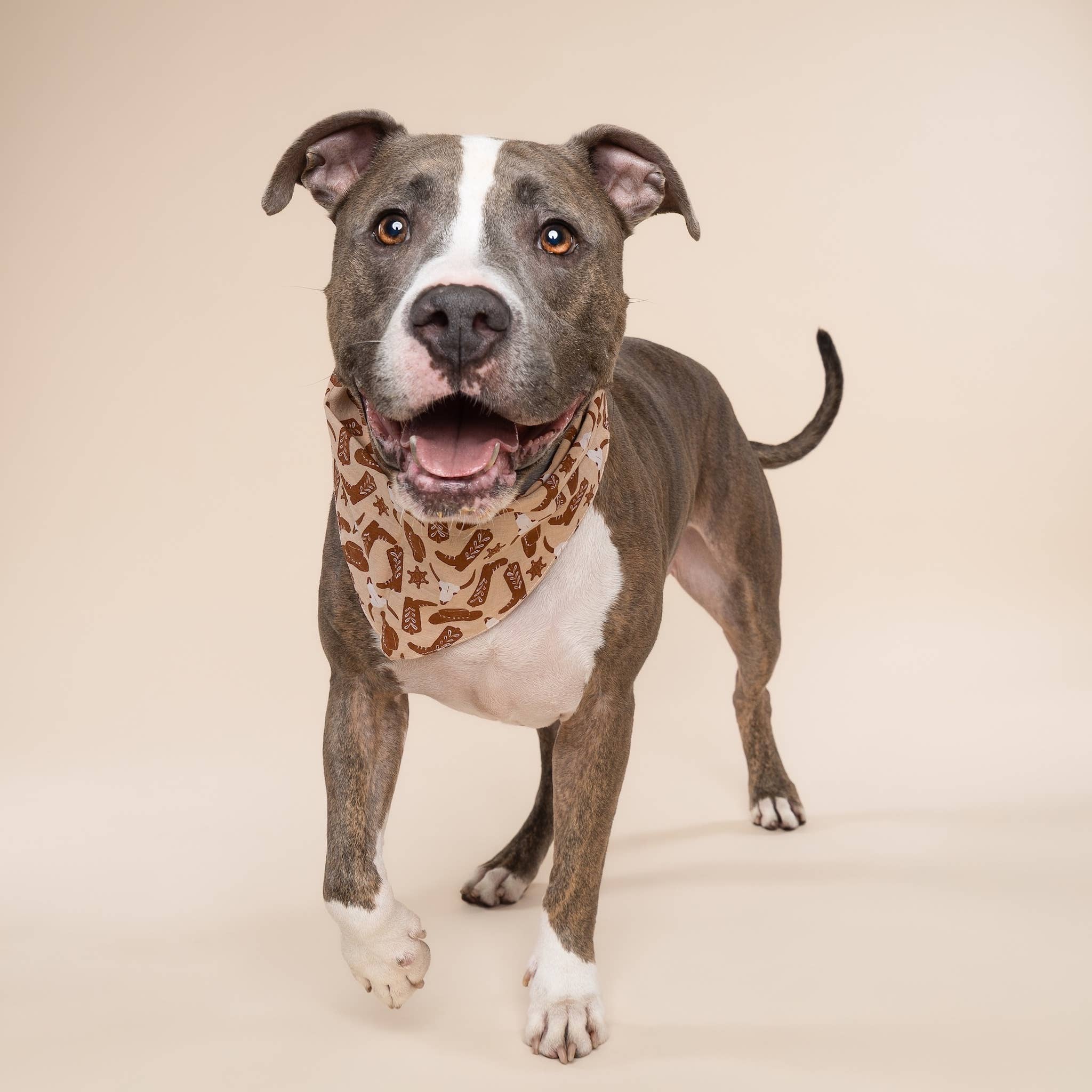 Bandana pour chien - Cow-boy
