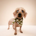 Bandana pour chien - Damier Vert