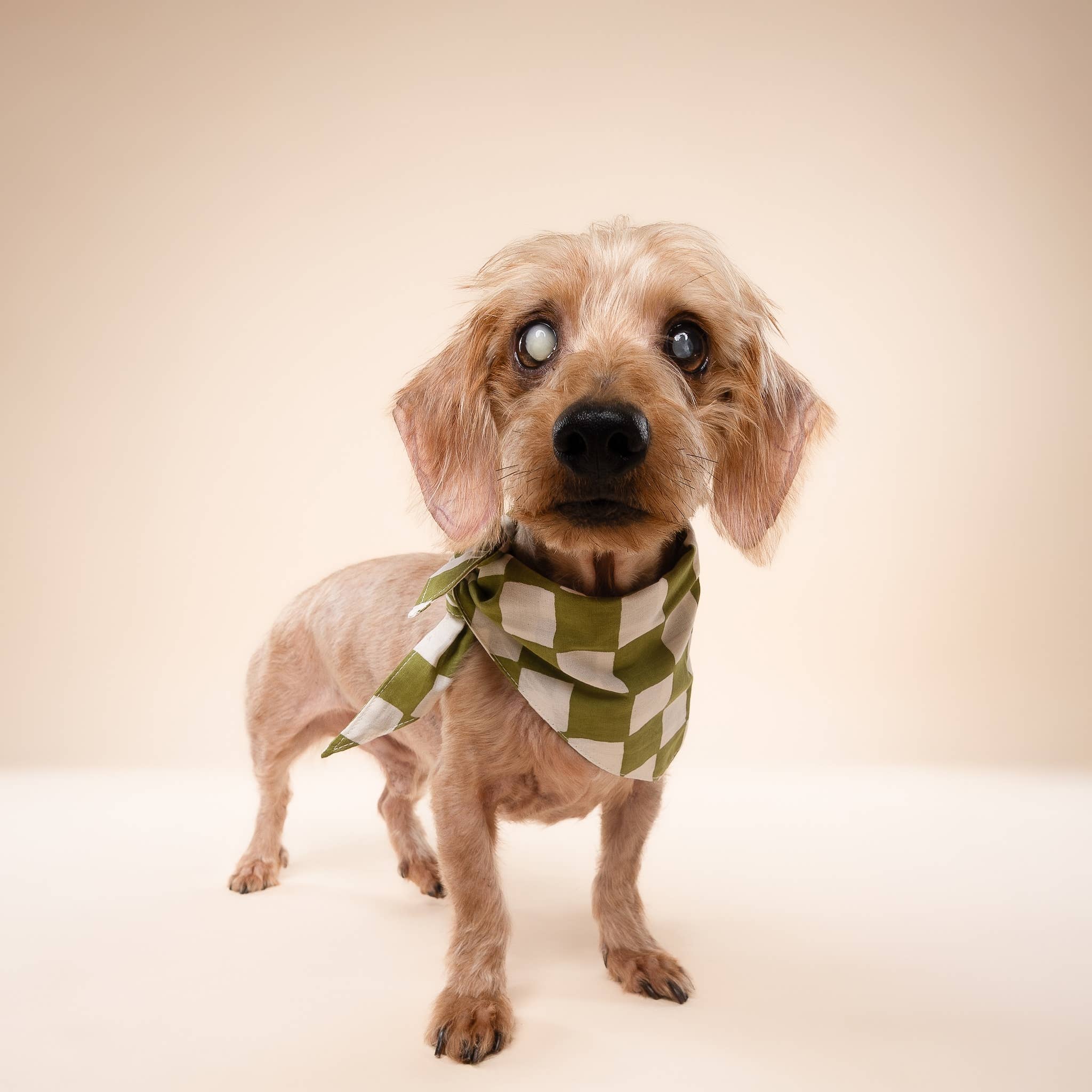 Bandana pour chien - Damier Vert