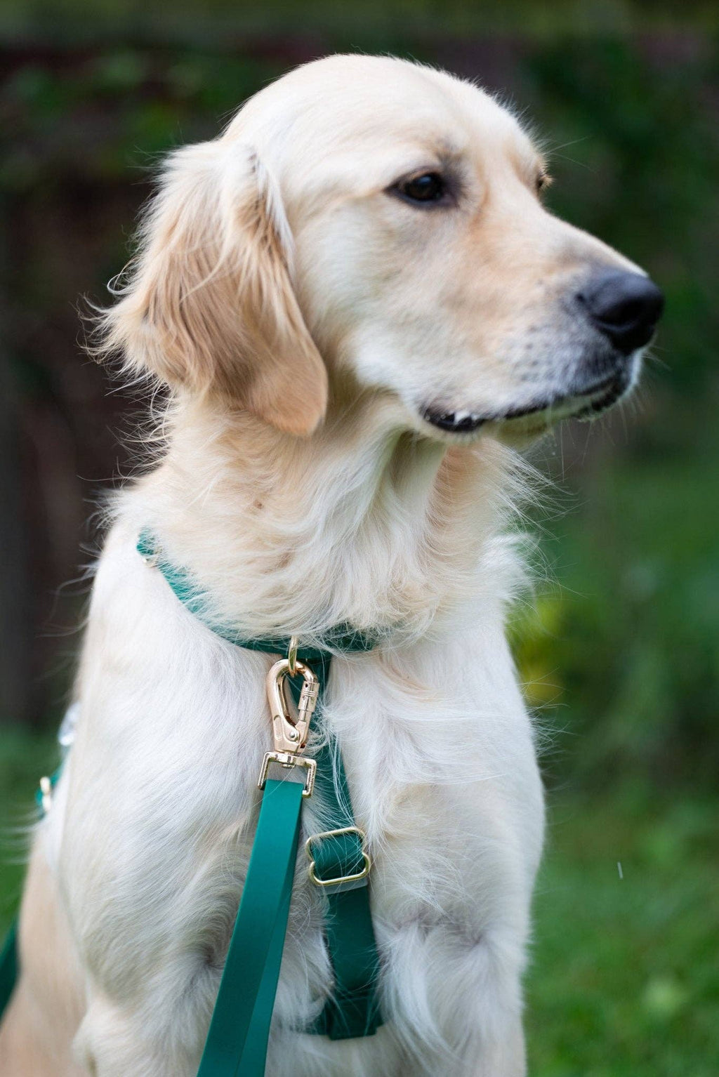 Harnais pour chien imperméable - Vert Sapin