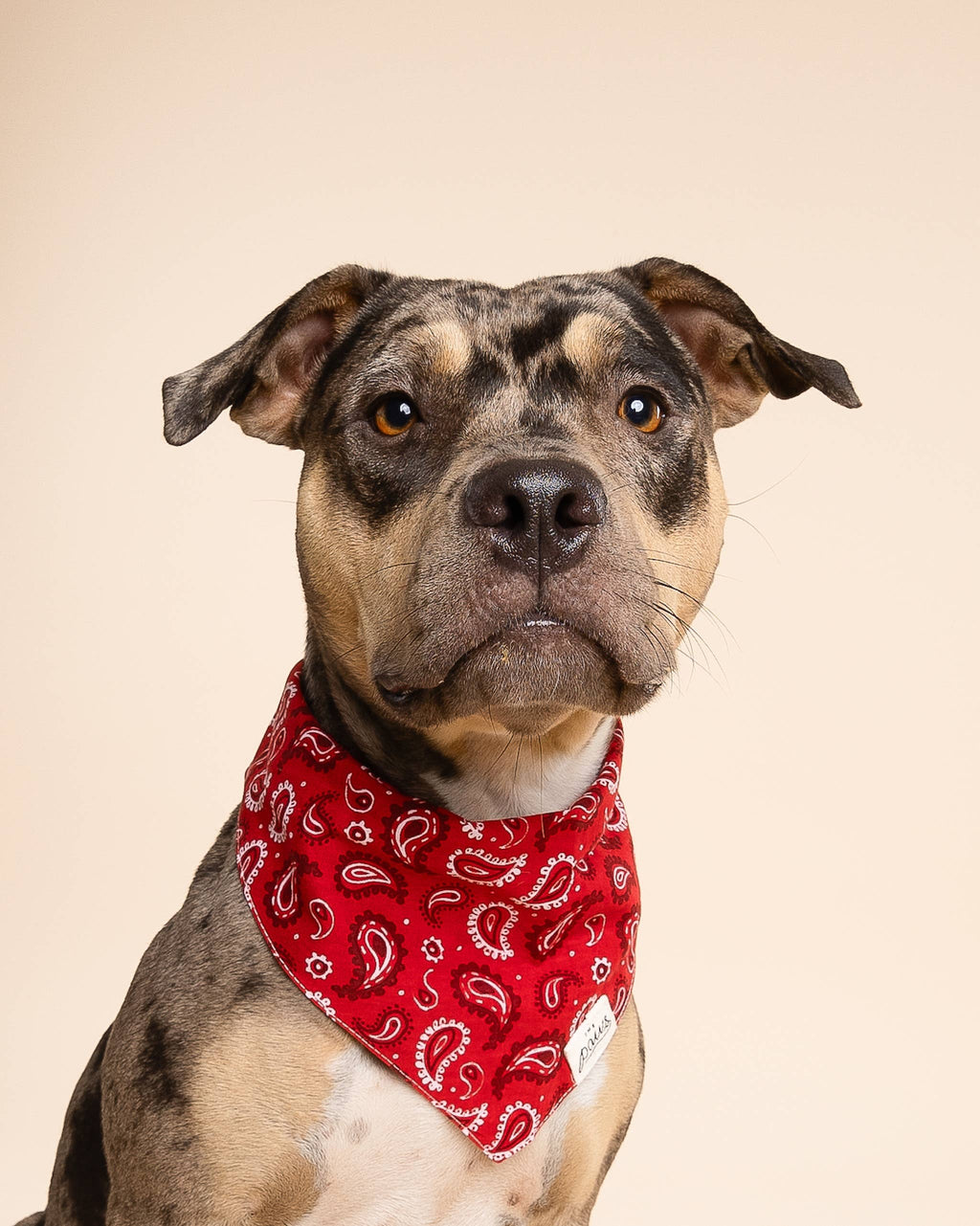 Bandana pour chien - Rouge