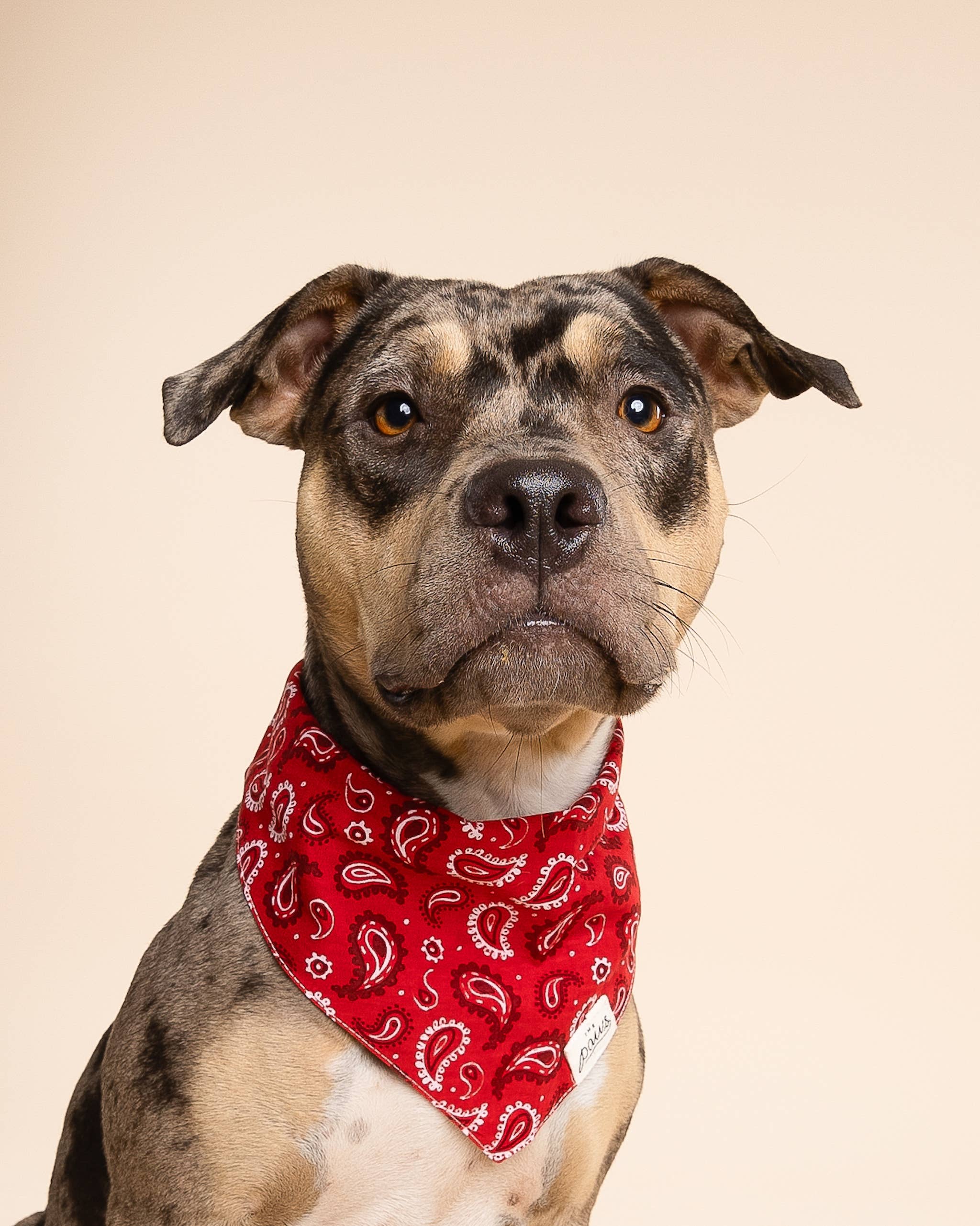 Bandana pour chien - Rouge