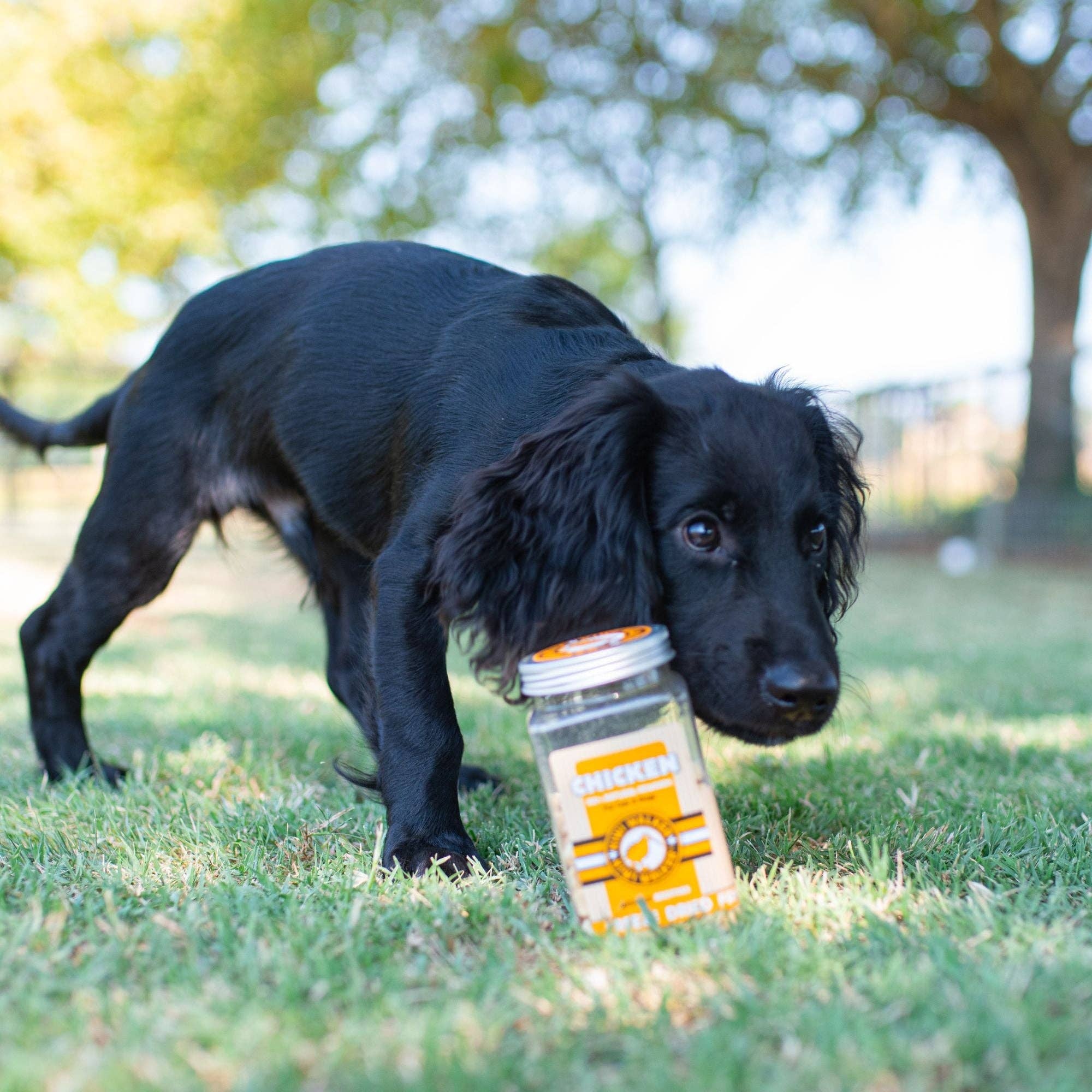 Friandises lyophilisées pour chien