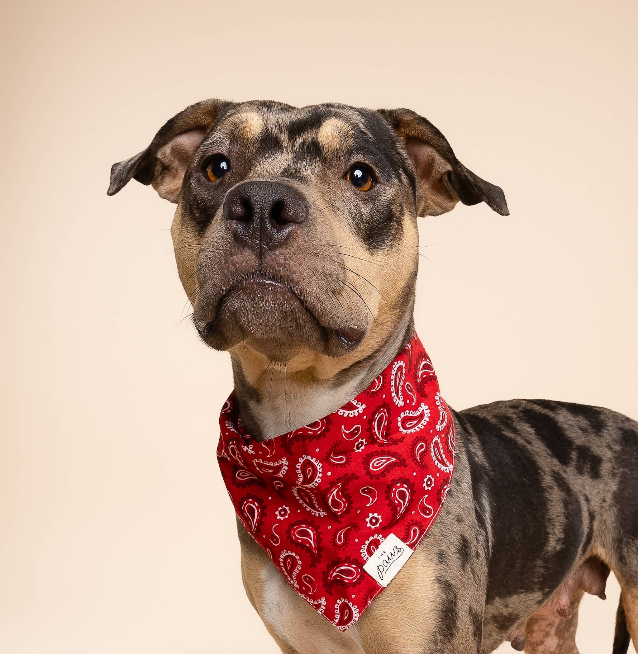 Bandana pour chien - Rouge