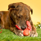Jouet de fouille Hot Doggie