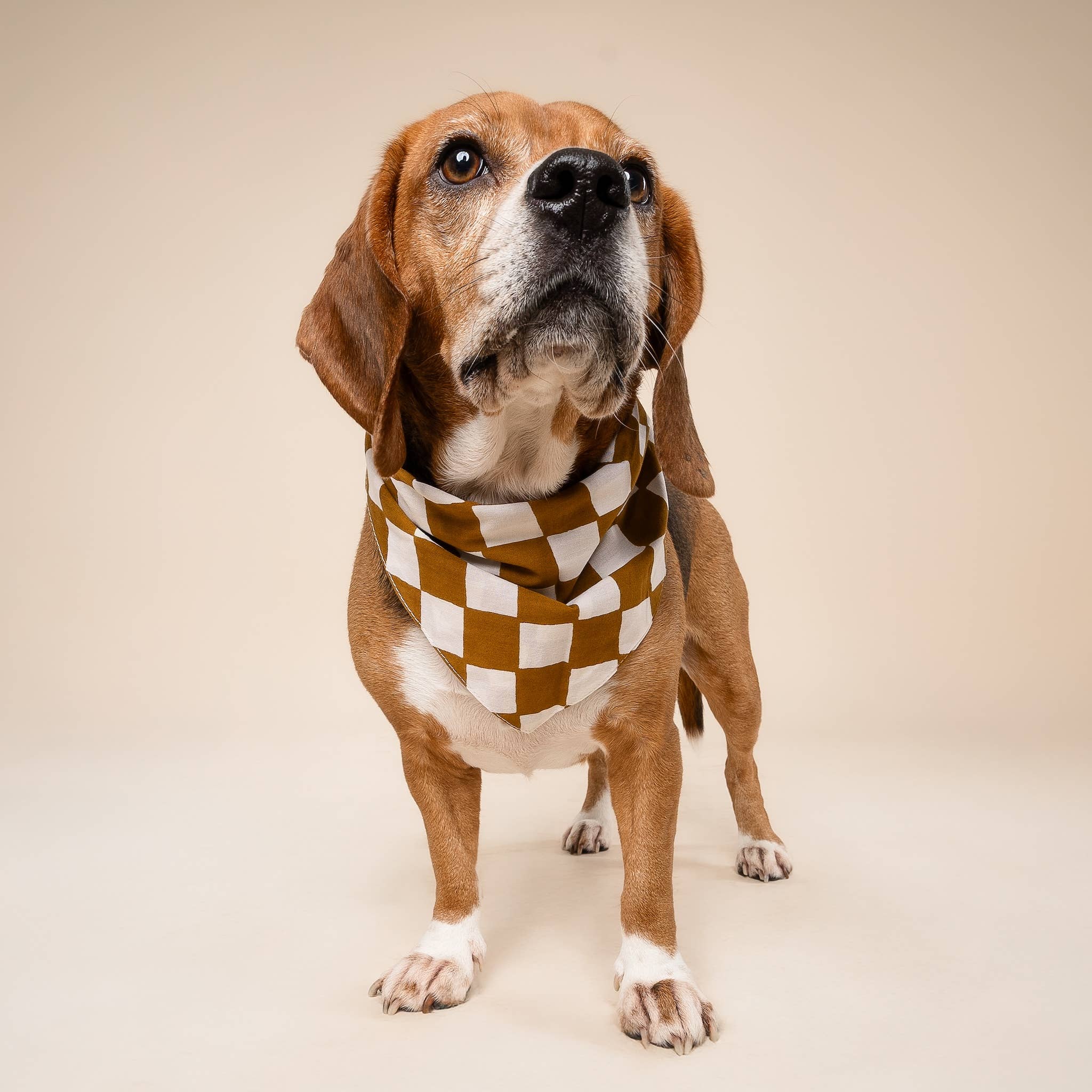 Bandana pour chien - Damier chocolat