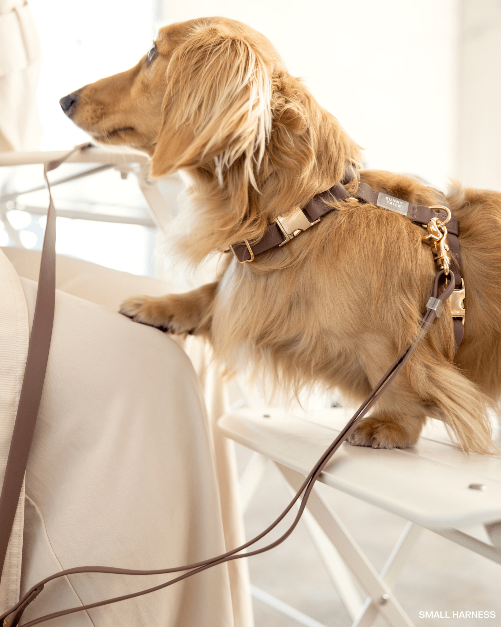 Harnais pour chien imperméable - Chocolat