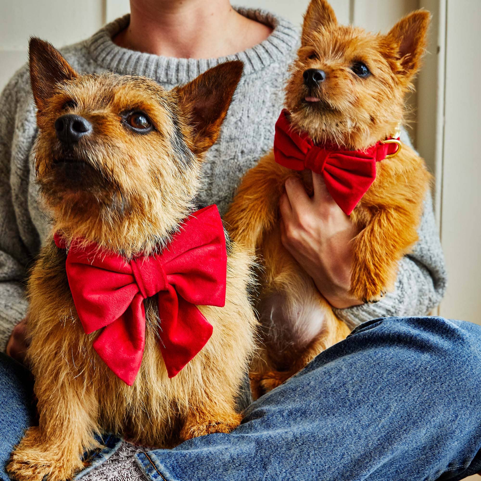Nœud papillon pour chien en velours