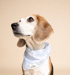 Bandana pour chien - Vichy bleu ciel