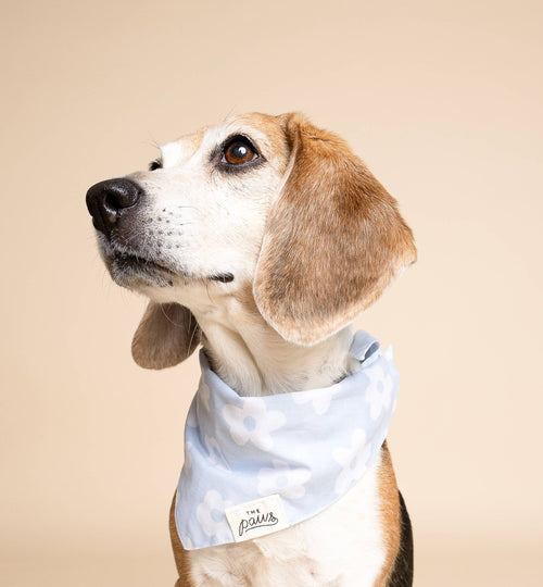 Bandana pour chien - Vichy bleu ciel