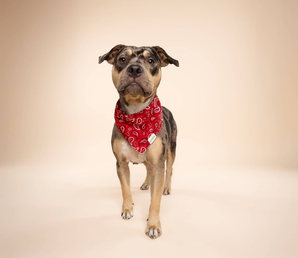 Bandana pour chien - Rouge