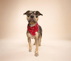 Bandana pour chien - Rouge